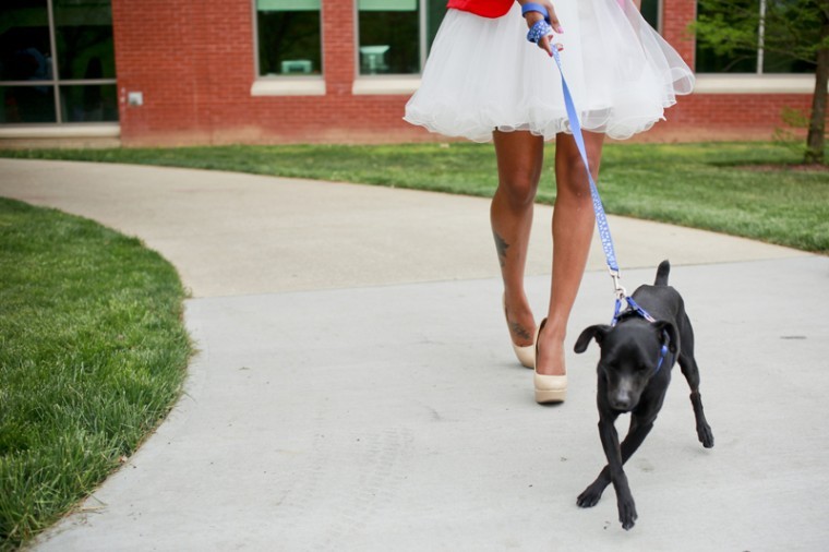 Members of a Visual Merchandising class hosted a fashion show called Dogs on the Catwalk to benefit the Bowling Green-Warren County Humane Society Thursday at Centennial Mall.
