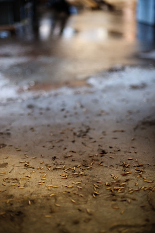 Thousands of maggots lay scattered across the loading dock of Downing Student Union on Wednesday, October 02, 2013.