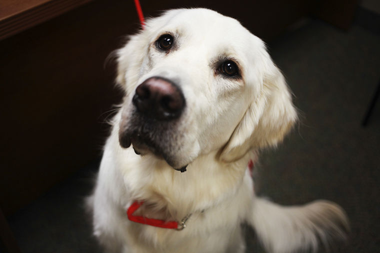 CanDoo, a two-year-old cream-coated Golden Retriever, works with both the office of Military Student Services and the Kelly Autism Program to assist students through stress and anxiety.