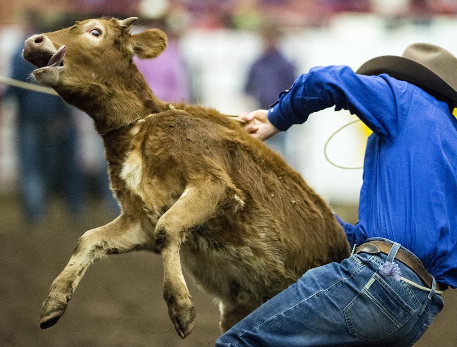 John Beckwith of Athens, Ala., competes in the Calf Roping event during the Lone Star Rodeo Feb. 11. This was Bowling Greens 36th annual rodeo, held at the Western Kentucky Ag Expo Center.
