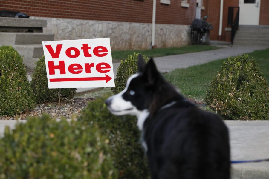Bleu waits for their owner Brad Schneider as he votes in Kentucky’s 2019 general election during their morning run. Schneider says he’s excited about his vote and is open for change.