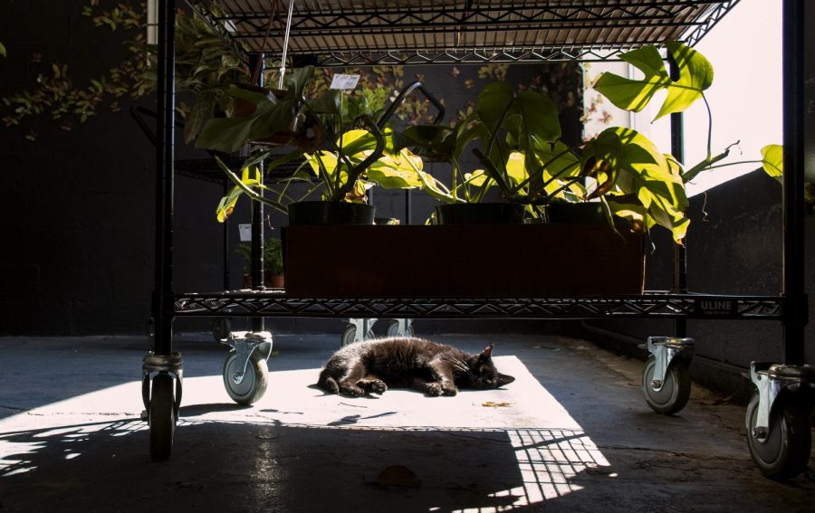 Willow lays by a window in “Jules with the Flowers” plant shop on Oct. 17, 2020. Willow was found outside the store sick and injured when shop owner Jules Sandlin took her in. Willow now resides in the store and greets customers as they walk in.