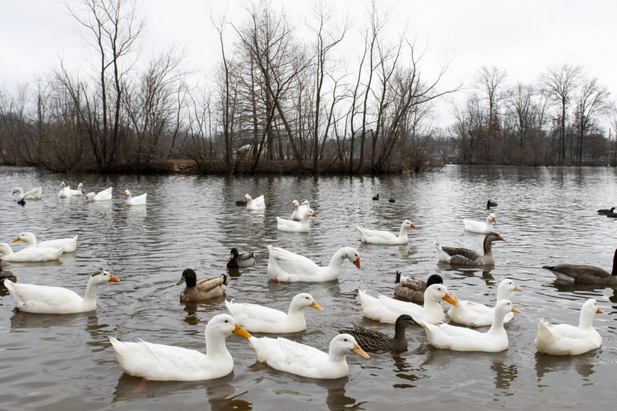 The pond by Basil Griffith Park in Bowling Green is home to various species of fowls. There are feeding stations along the water for visitors to use instead of bringing bread.