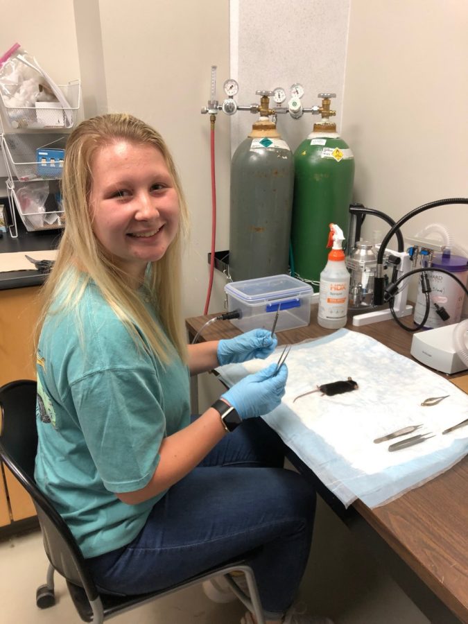 Kara Marion, a sophomore, works with biology professor Cristi Galindo on muscular dystrophy research on mice.