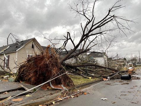 A large tree lays with its roots in the air on Magnolia Street following the tornadoes that struck Bowling Green in December of 2021.