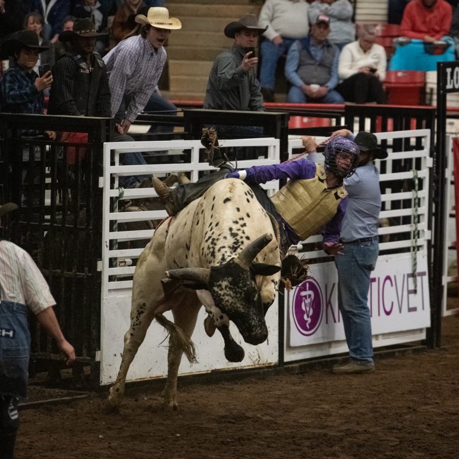 A cowboy is thrown from a bull Friday evening, March 25, 2022 at Western Kentucky University’s L.D. Brown Ag Expo Center for the 40th Annual Lone Star Rodeo.