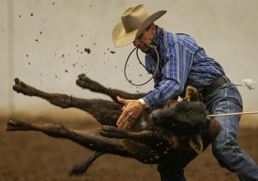 A cowboy ropes a calf Friday evening, March 25, 2022 at Western Kentucky University’s L.D. Brown Ag Expo Center for the 40th Annual Lone Star Rodeo.
