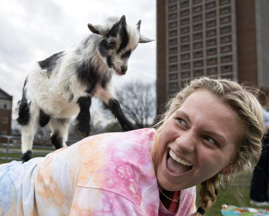 Kaydin Alexander laughs after a goat is placed on her back during the Goat Yoga event at the First Year Village on Thursday, March 23, 2023.