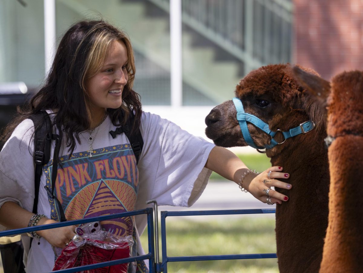 Caroline Donohue, sophomore, pets alpacas at Market on the Avenue in front of Parking Structure Two on Wednesday, Aug. 28, 2024.