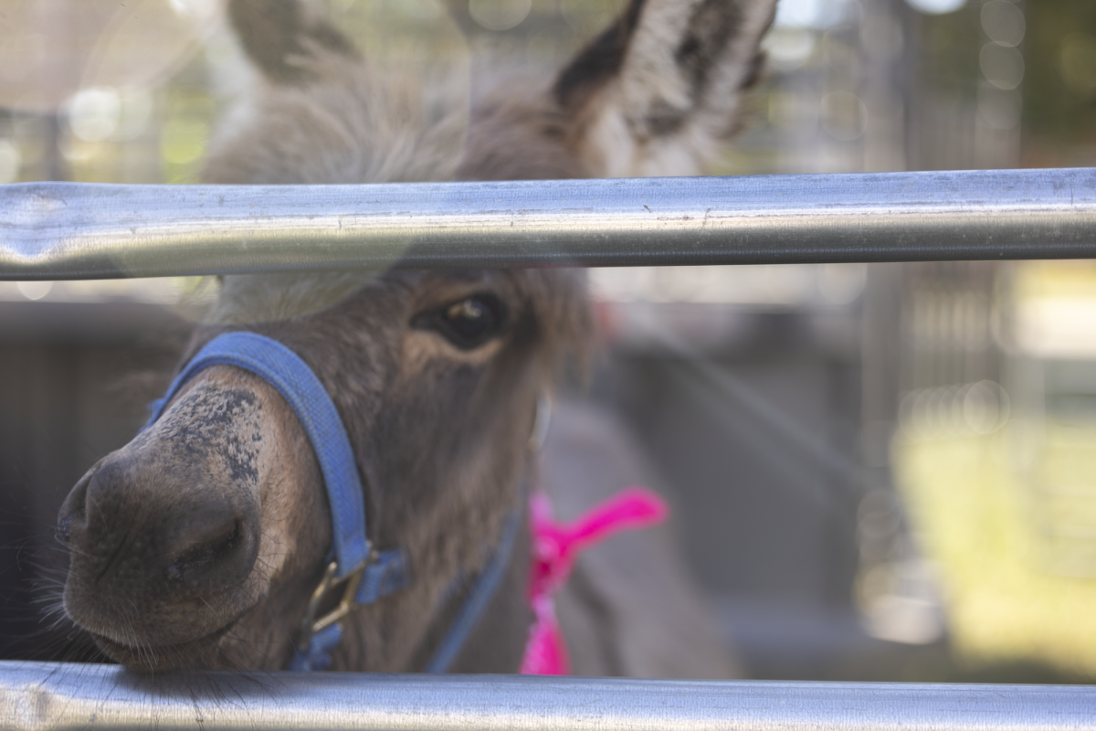 A mini donkey on display at Housing and Residents Life Goat Yoga and Petting Zoo, on Oct. 24, 2024.