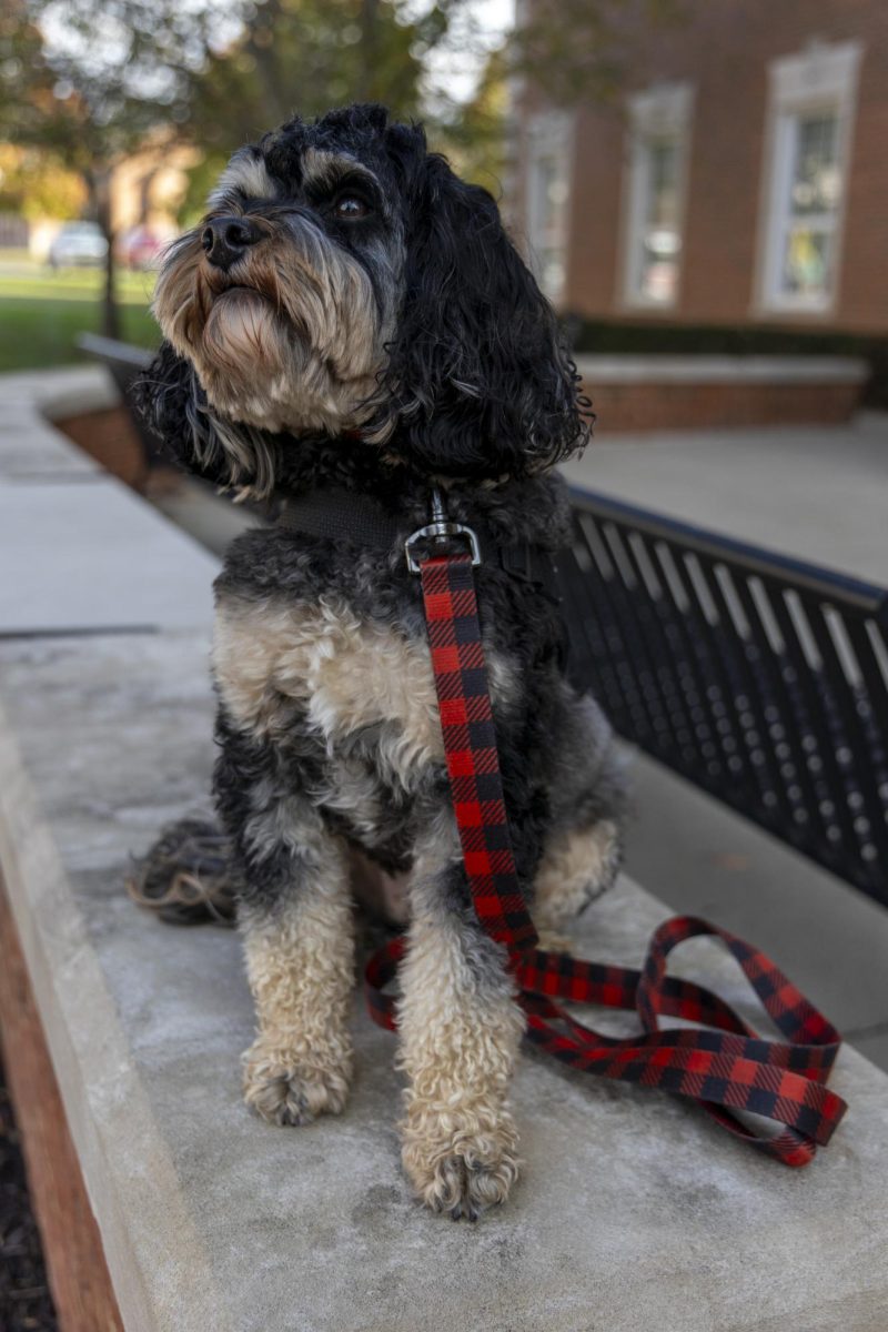 Professor Chip, therapy and emotional support animal for the College of Education and Behavioral Sciences, offers his presence to help students decompress at Gary Randall Hall Student Success Center. 