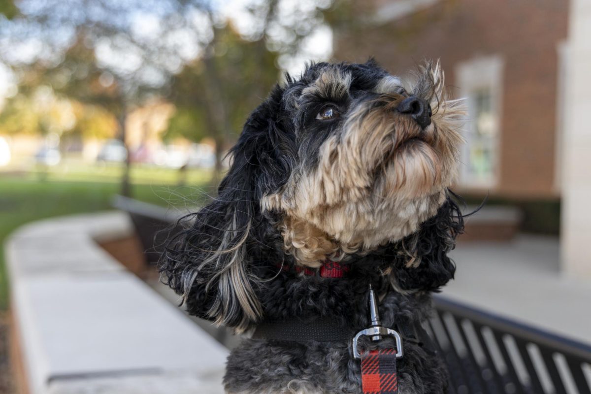 Professor Chip, therapy and emotional support animal for the College of Education and Behavioral Sciences, offers his presence to help students decompress at Gary Randall Hall Student Success Center. 