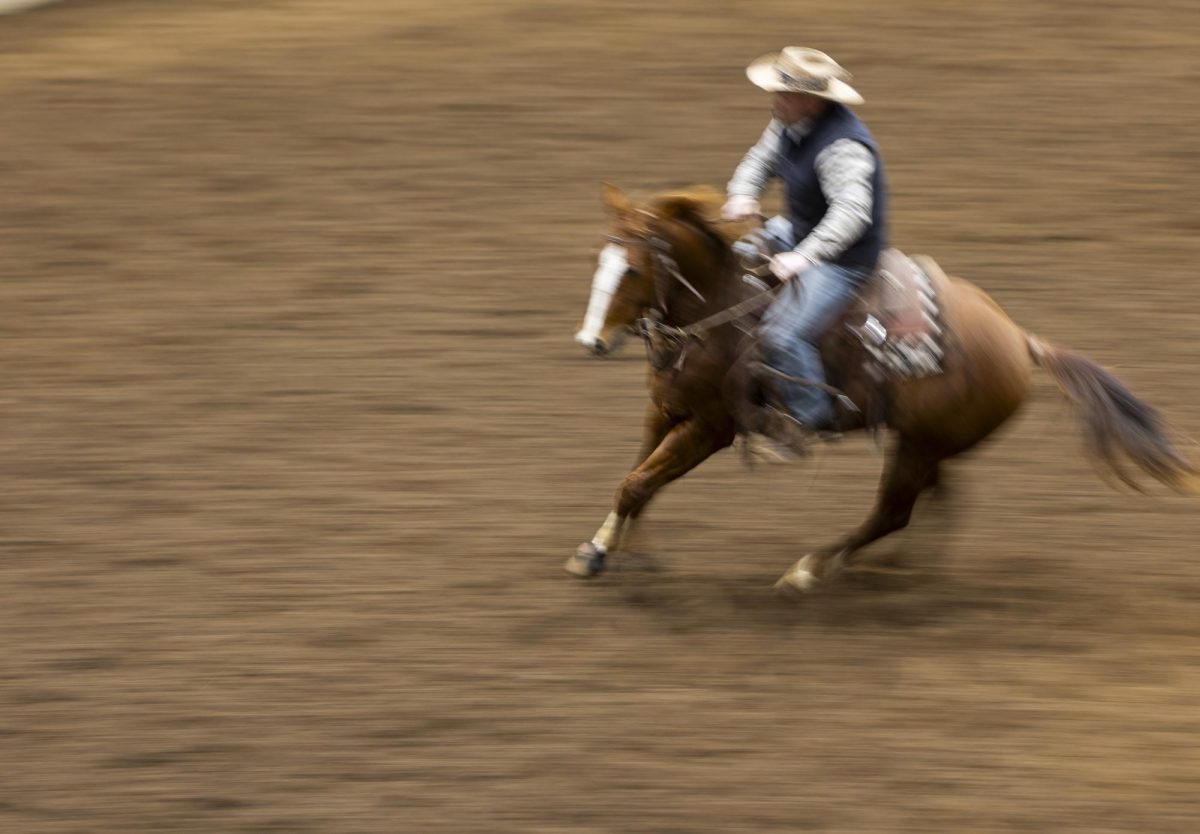 A rider competes in the 3 Man Sort and Pen during the Southern KY Team Penning Expo at the WKU L.D. Brown Ag Expo Center in Bowling Green, Ky. on Saturday, Feb. 7, 2026. 