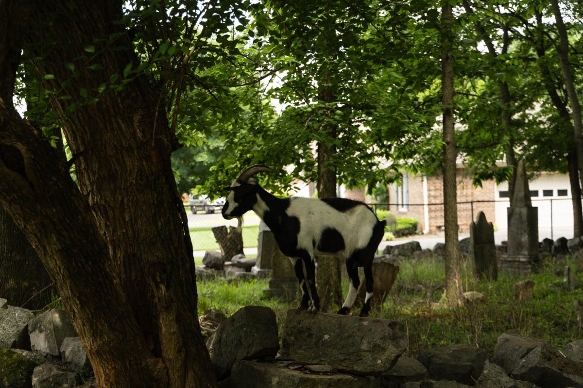 One of the two goats in Covington Cemetery eating vegetation off of the tree on May 28, 2026. 