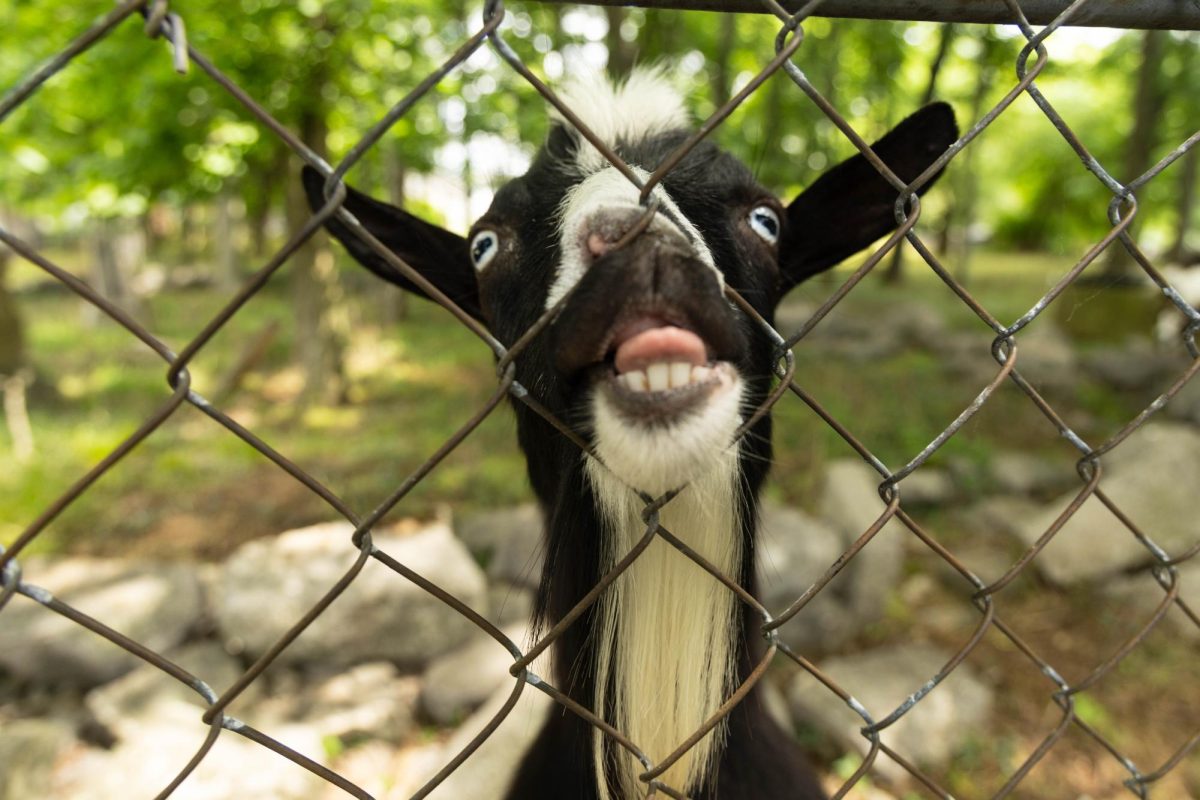 One of the two goats in charge of eating excess vegetation in the Covington Cemetery on May 28, 2026. 